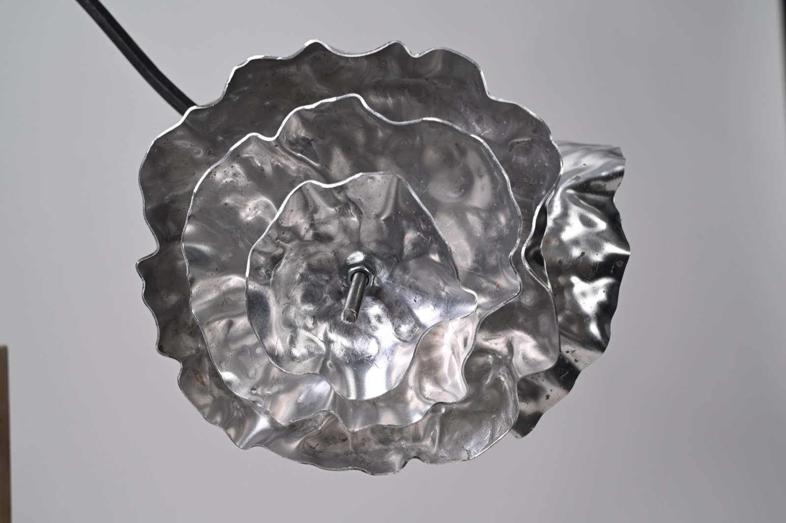 A single large aluminium bloom in full, its rippled petals catching light.